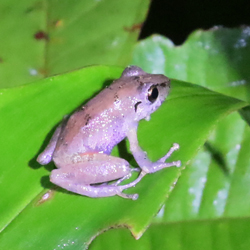 Common Dink Frog